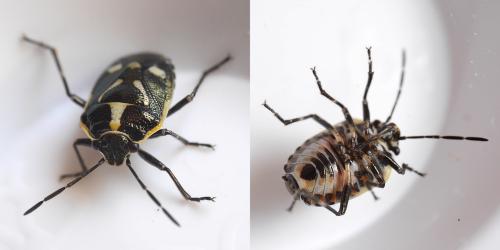 Eurydema oleracea
